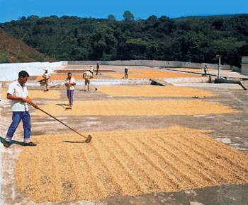 Производство кофе в Коста-Рика (coffee Costa Rica)