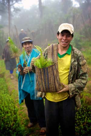 Фермеры кофе Перу высаживают сосны на горных склонах