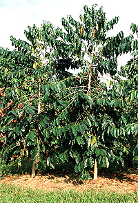 Кофейное дерево «Робуста»